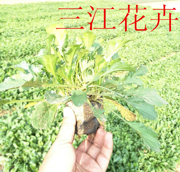 浮岛植物批发价格emc易倍官网app下载(图1)