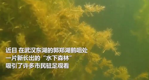 emc易倍首页武汉东湖水下森林 沉水植物累计近46万丛(图1)