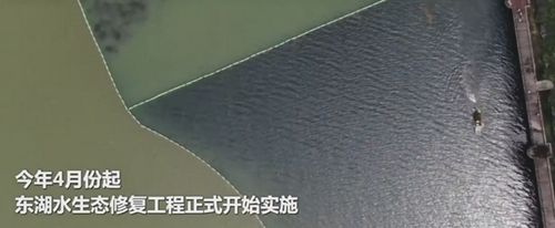 emc易倍首页武汉东湖水下森林 沉水植物累计近46万丛(图2)