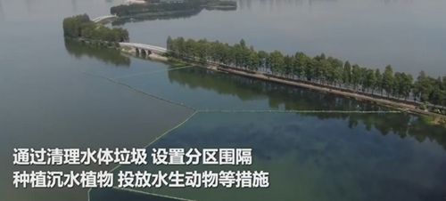 emc易倍首页武汉东湖水下森林 沉水植物累计近46万丛(图3)
