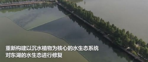 emc易倍首页武汉东湖水下森林 沉水植物累计近46万丛(图4)
