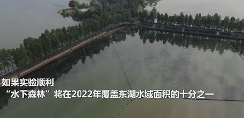 emc易倍首页武汉东湖水下森林 沉水植物累计近46万丛(图5)